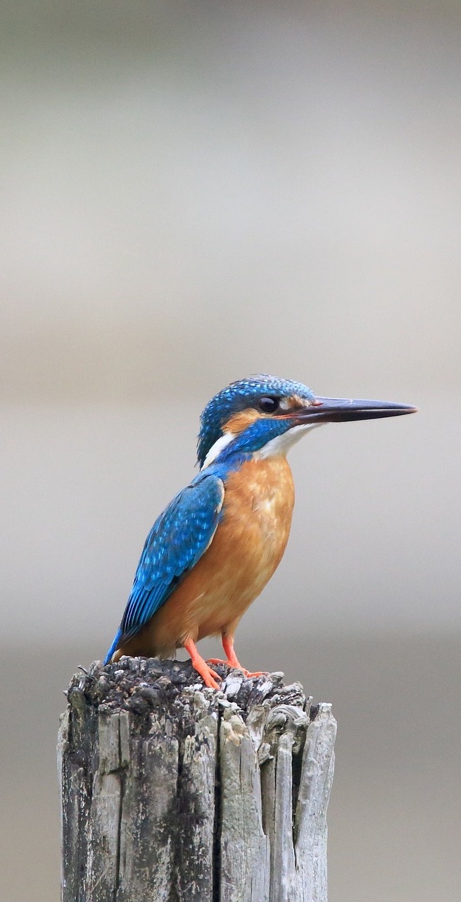 A kingfisher on top of a wooden post.