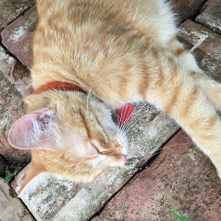 Lefty had too much fun and needed a nap on the bricks