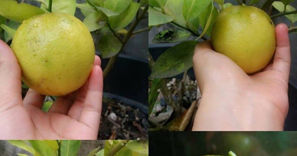 7 Tips Cara Menghilangkan Jerawat Dengan Jeruk Lemon 