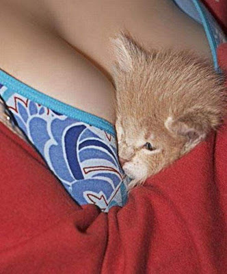 kitten sleeping