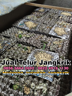 Harga Jual Telur Jangkrik Super Tujuan Magetan Jawa Timur 085656642692