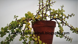 cuidados-portulacaria-afra