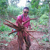 Budi Daya Singkong Gajah