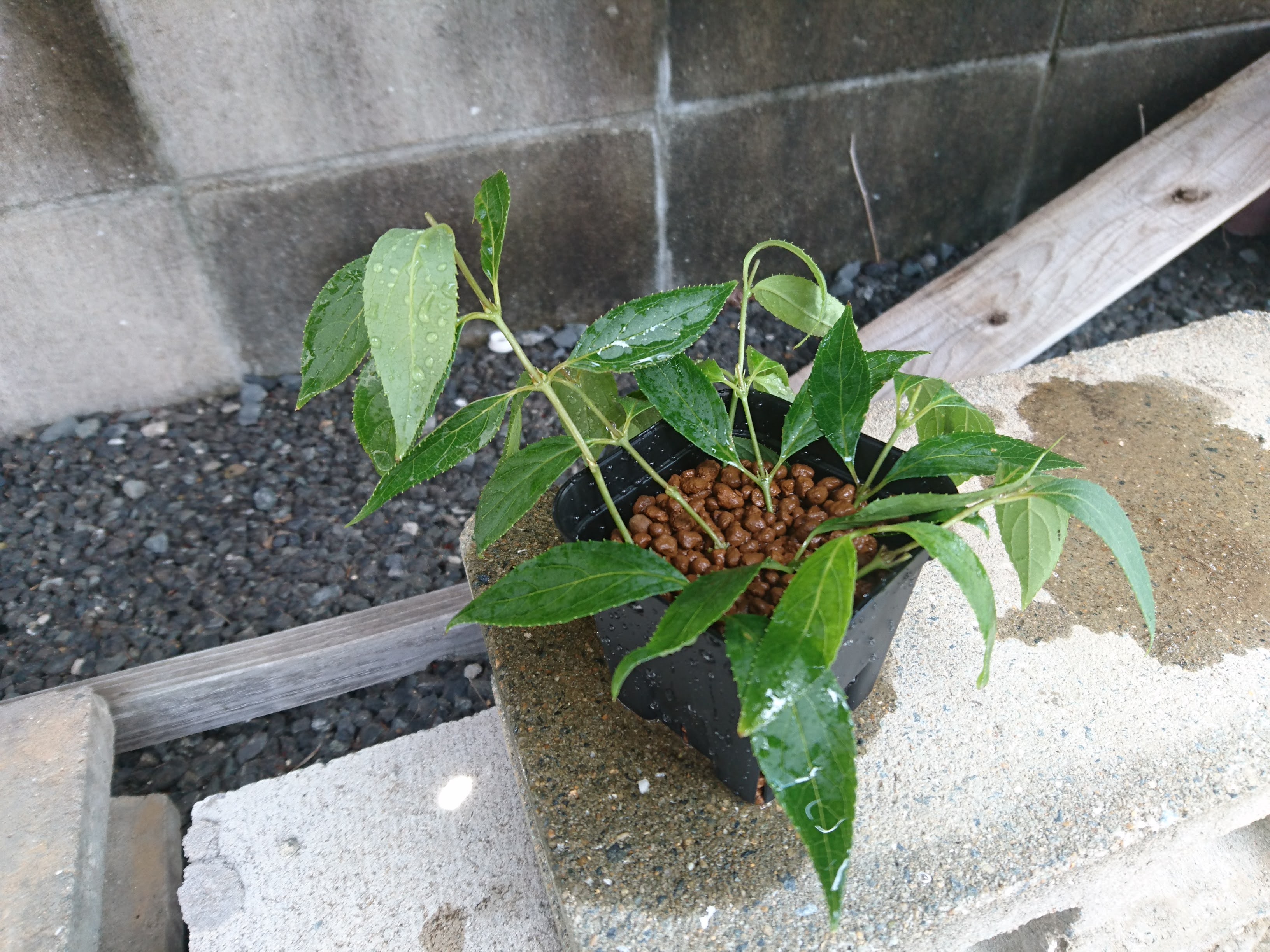 ウツギの挿し木を成功させるポイント ヒメウツギを挿し木で増やしてミニ盆栽を作る メダカの大工