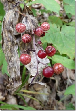 P1010324