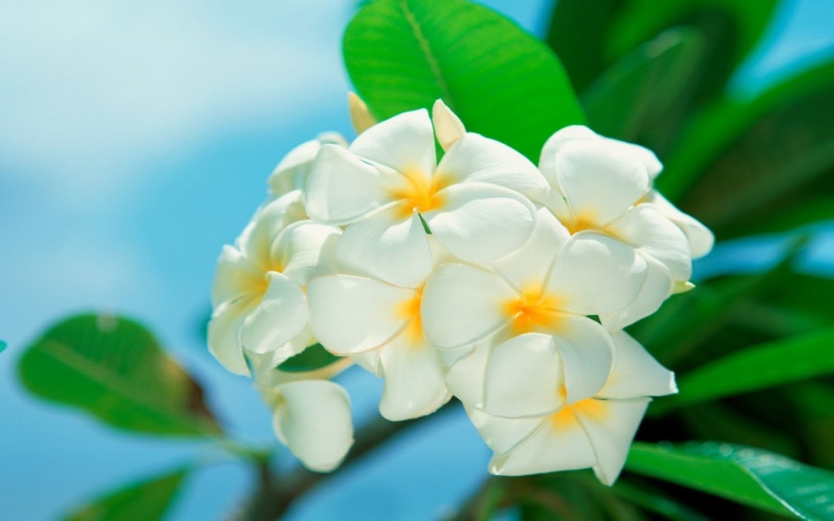 White Flowers Widescreen HD Wallpaper 10