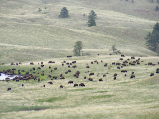 Herd of Buffaloes at Custer State Park