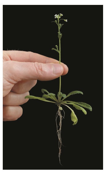 Arabidopsis thaliana Arabidopsis is a model for studying the molecular biology of plants.