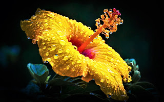 Hibiscus yellow