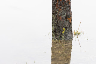 Das Trauma eines Apfelbaums im Winter