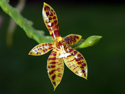 Grow and care Phalaenopsis cornu-cervi orchid - Deer Antlered Phalaenopsis