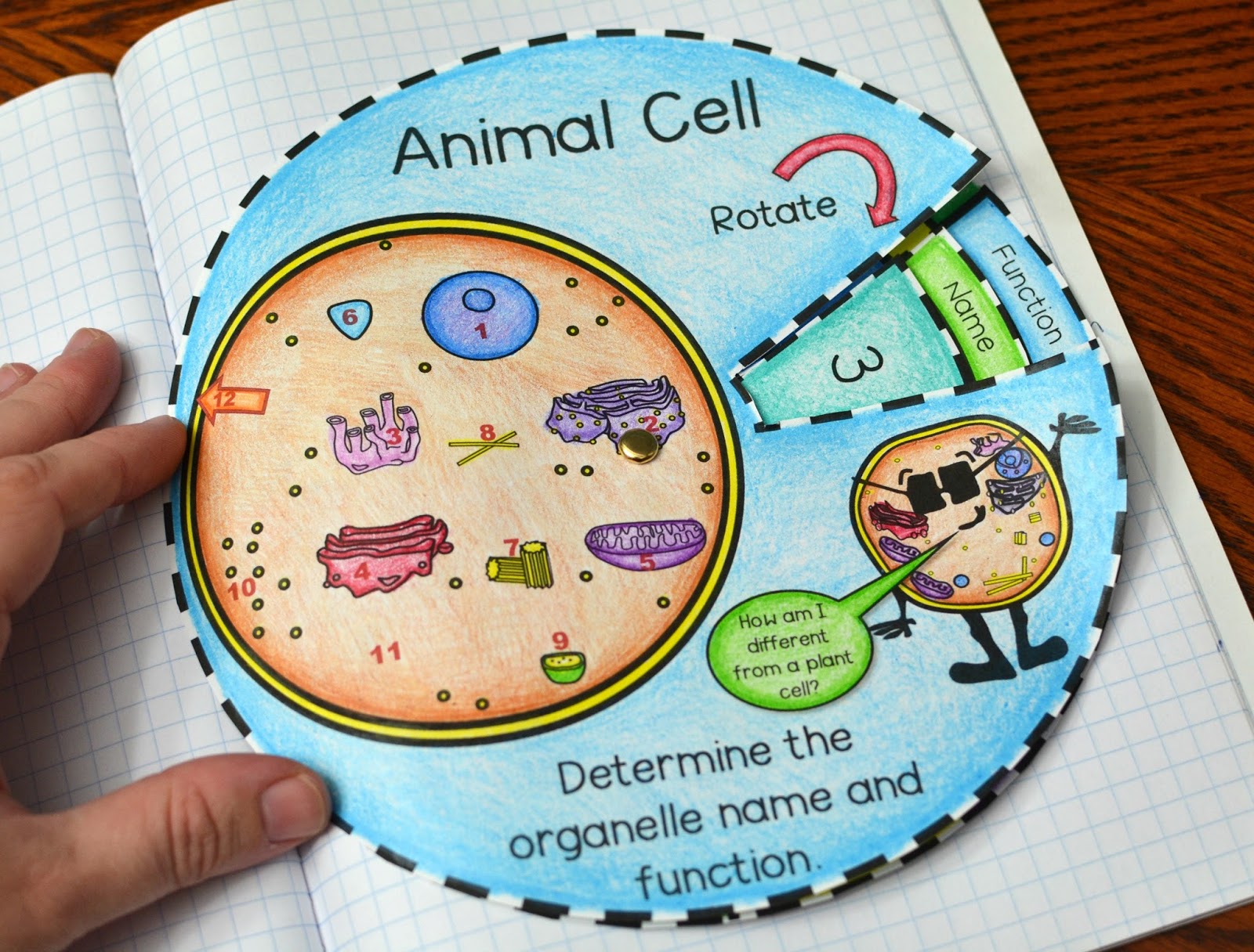 Animal and Plant Cell Foldables