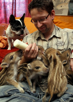 fotografia de animales bebés