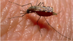 sivrisinek nüfusu azaltılacak