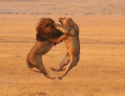 Lion Hunting