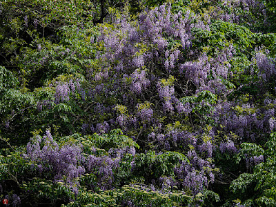 Fuji (Japanese wisteria) flowers: Engaku-ji