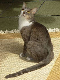 Mengenal Kucing Brazilian Shorthair