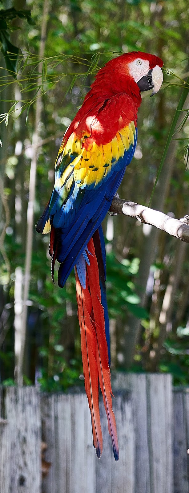 Photo of a macaw.