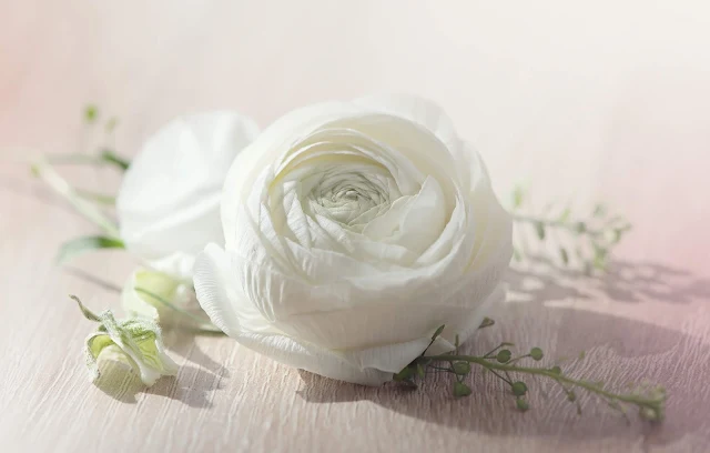 Flor Ranunculus, Flor Branca