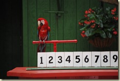 St. Louis trip, June 25-27--Grant's Farm--animal show--math problem parrot