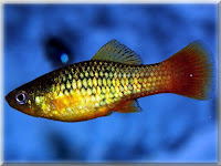 Variegated Platy Fish Pictures