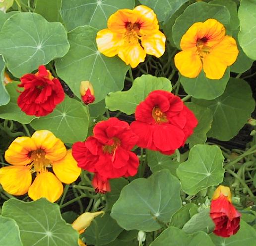 nasturtium flower 