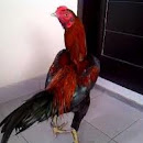 KRITERIA AYAM ADUAN YANG TANGGUH