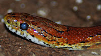 Serpiente del maíz (Elaphe guttata)