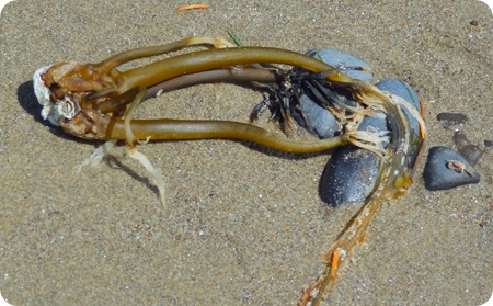 maybe jellyfish
