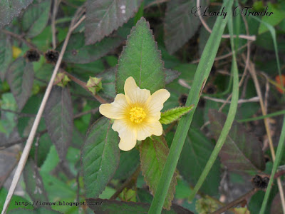 Arrowleaf sida - Sida rhombifolia