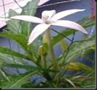 clip_image004