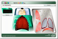 http://www.skoool.es/content/sims/biology/breathing_and_respiration/launch.html