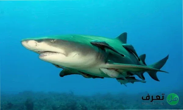 انواع سمك القرش