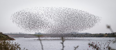 murmurations, RSPB, Snettisham, bird watching, Norfolk