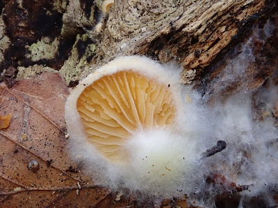 boczniaczek pomarańczowożółty (Phyllotopsis nidulans)