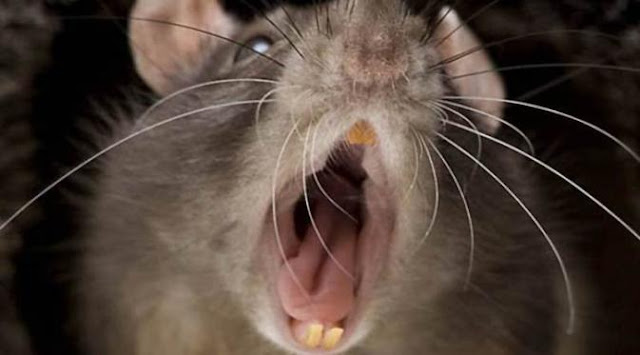 Bayi Berusia Empat Bulan Tewas Dimakan Tikus