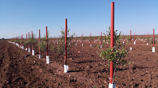 Plantación de olivar superintensivo en Sevilla