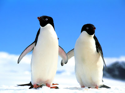 Cute Penguin Wallpapers