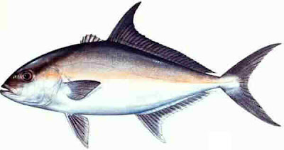 Almacoj Fish Picture