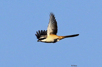 Long-tailed Shrike