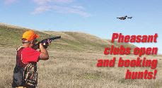 california pheasand club and hunting on private ranches for wild pheasants, how to hunt california