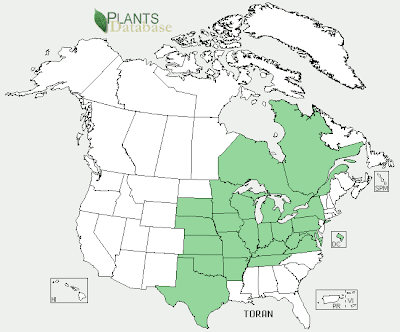 The map below shows the native habitat for Toxicodendron radicans L 