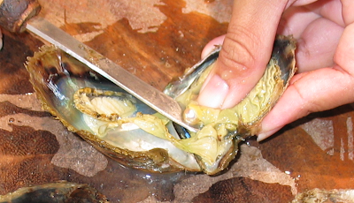 Proceso de extracción de una perla de su ostra. Pearls being removed from oysters. Photo by Keith Pomakis on 2005-12-10.