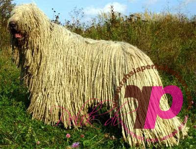 Komondor | peristiwa pelik, ganjil, weird, mysterious MALAYSIA