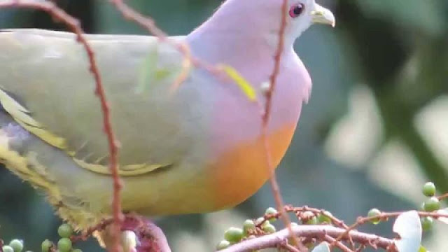 A Rare Pink-Necked Green #Pigeon 