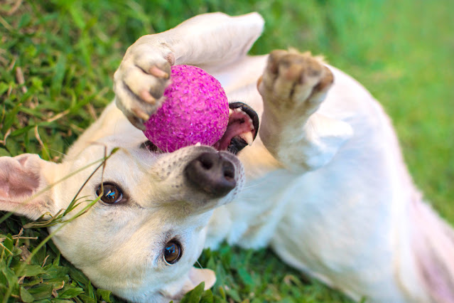 Love-Infused Toys for Pets
