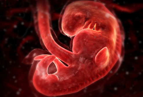 Gambar-gambar dan video proses kejadian bayi dalam rahim 