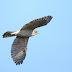 9月15日絵鞆半島の渡り鳥、オオタカ若鳥が飛びました。