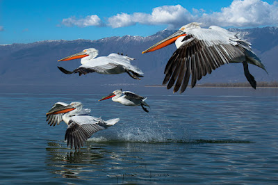 dalmatian-pelican-flying