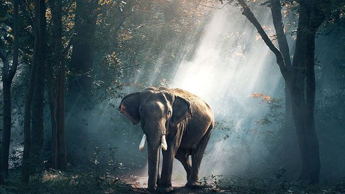 Mengapa Manusia Membunuh Gajah? Belajar Sampai Mati, belajarsampaimati.com, hoeda manis